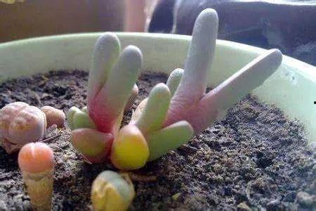 屁股花图片,揭秘自然界的奇妙色彩与形态